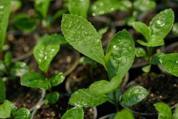 maté feuilles