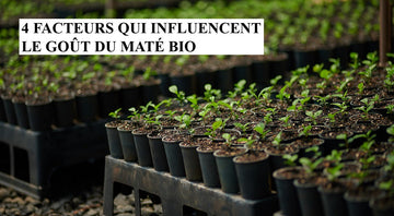 Geschmacksunterschied bei Bio Mate Tee gegenüber konventionellem Yerba Mate