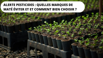 marques de maté pesticides et danger